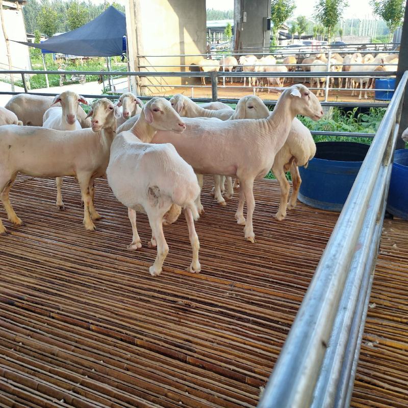 今日湖羊价格，湖羊头胎怀孕母羊养殖基地羊苗批发出售