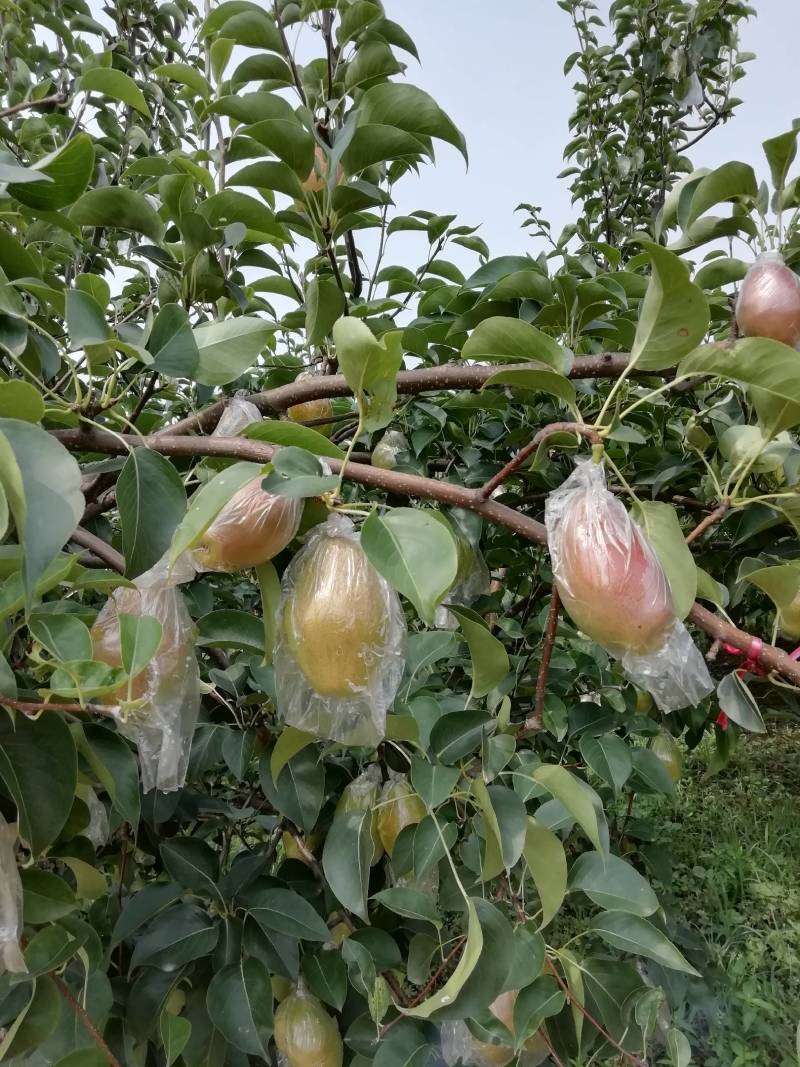 【精品】河北梨酥梨红香酥梨汁多皮薄现摘现卖