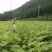椴树苗东北紫椴树苗糠椴苗东北康椴苗和种子