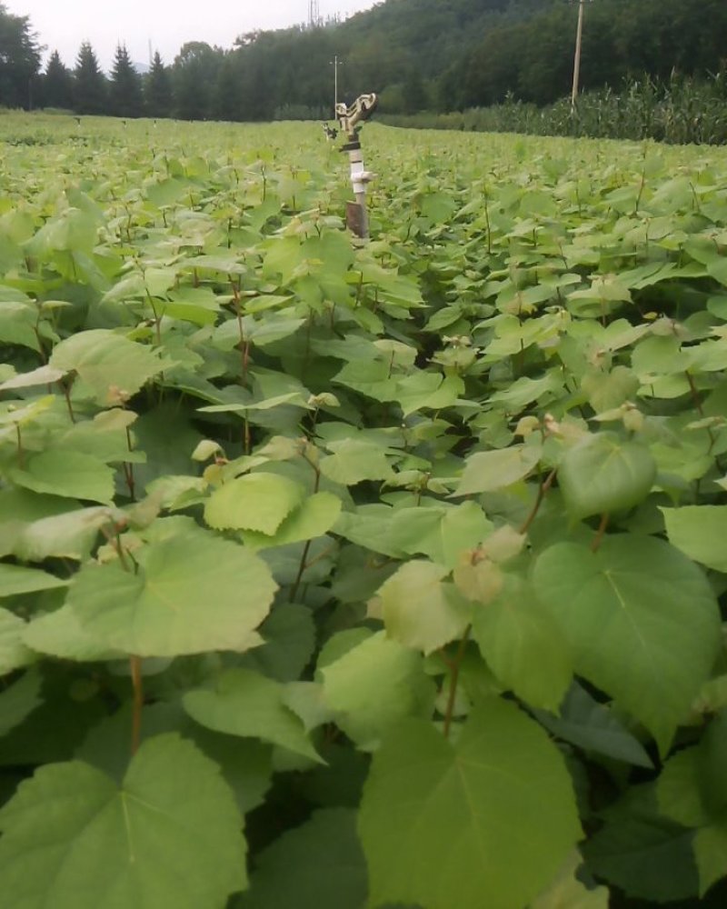 椴树苗东北紫椴树苗糠椴苗东北康椴苗和种子