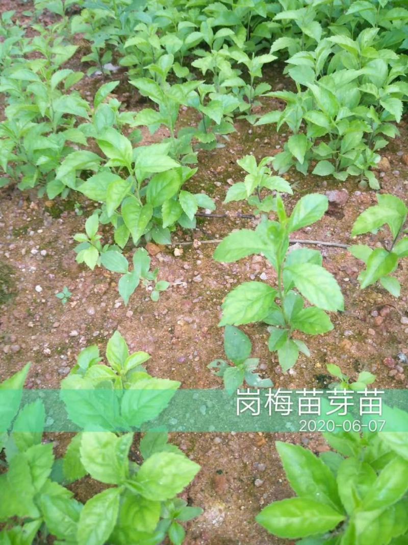 岗梅苗（大量批发）可对接合作社