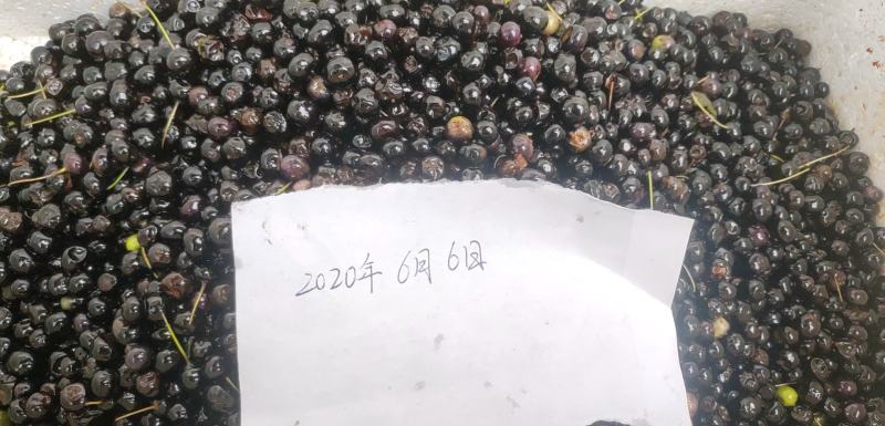 岗梅苗（大量批发）可对接合作社