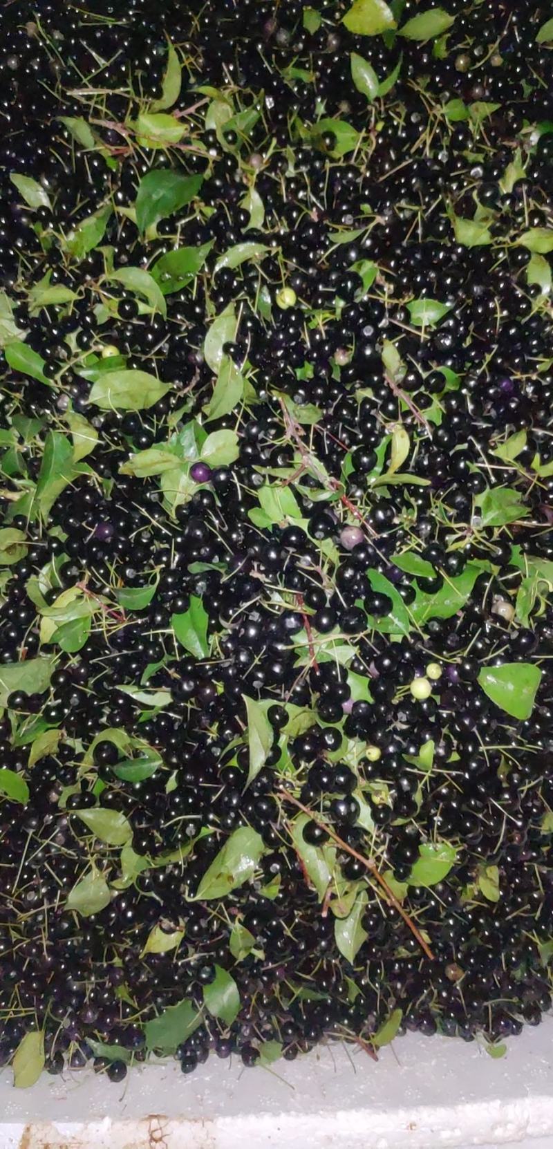 岗梅苗（大量批发）可对接合作社