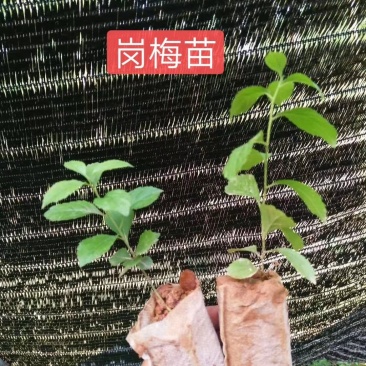 岗梅苗（大量批发）可对接合作社