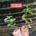 岗梅苗（大量批发）可对接合作社