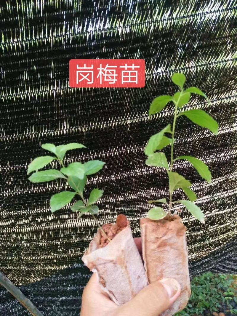 岗梅苗（大量批发）可对接合作社