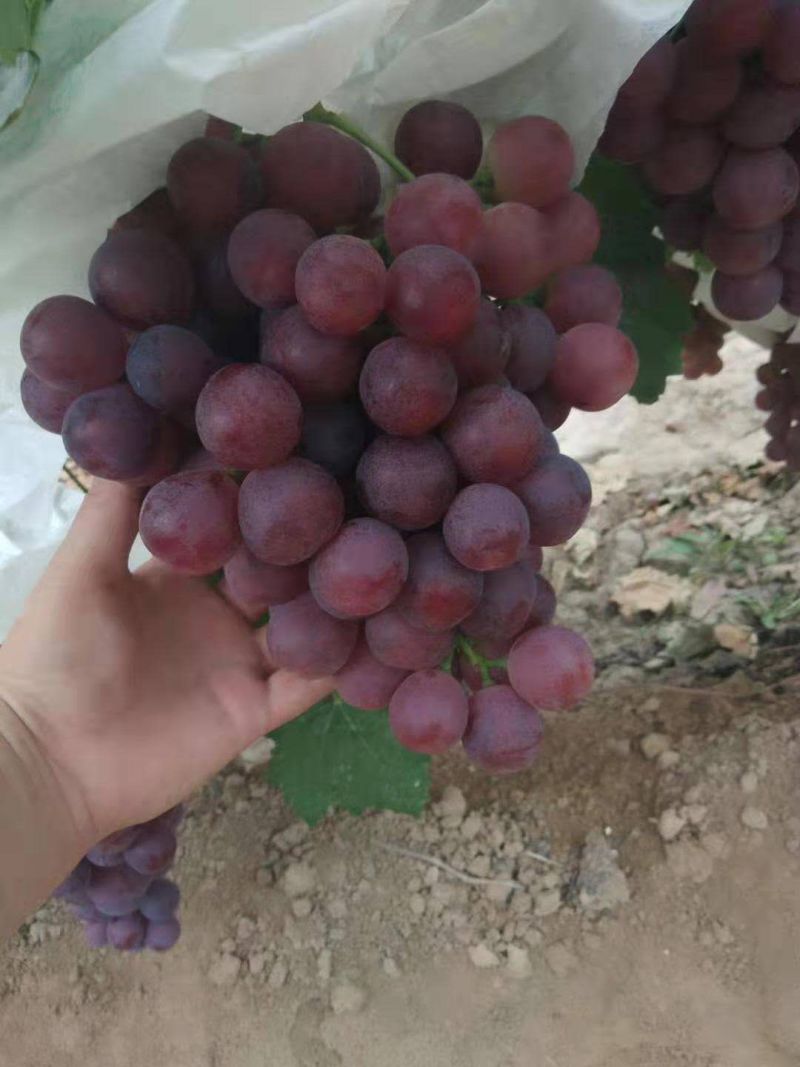 陕西葡萄基地精品红提