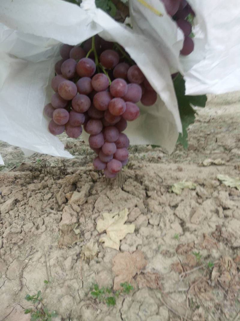 陕西葡萄基地精品红提