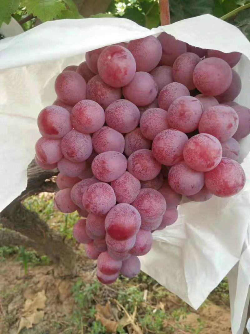 陕西葡萄基地精品红提