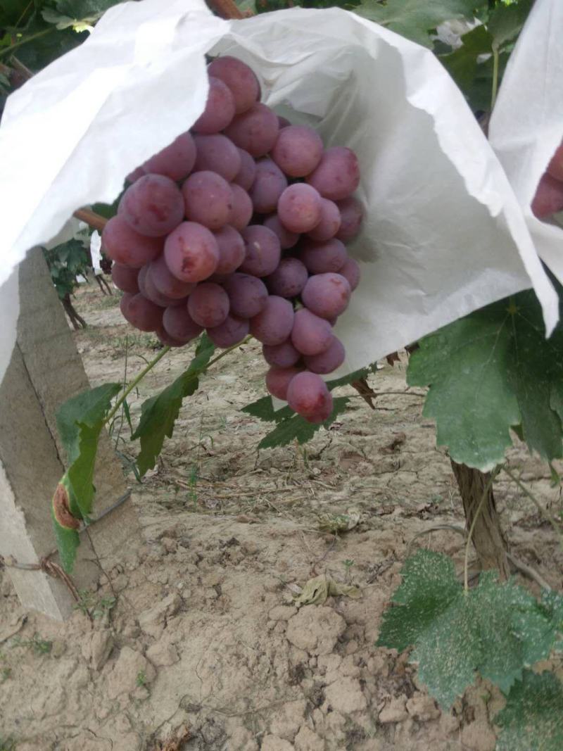 陕西葡萄基地精品红提