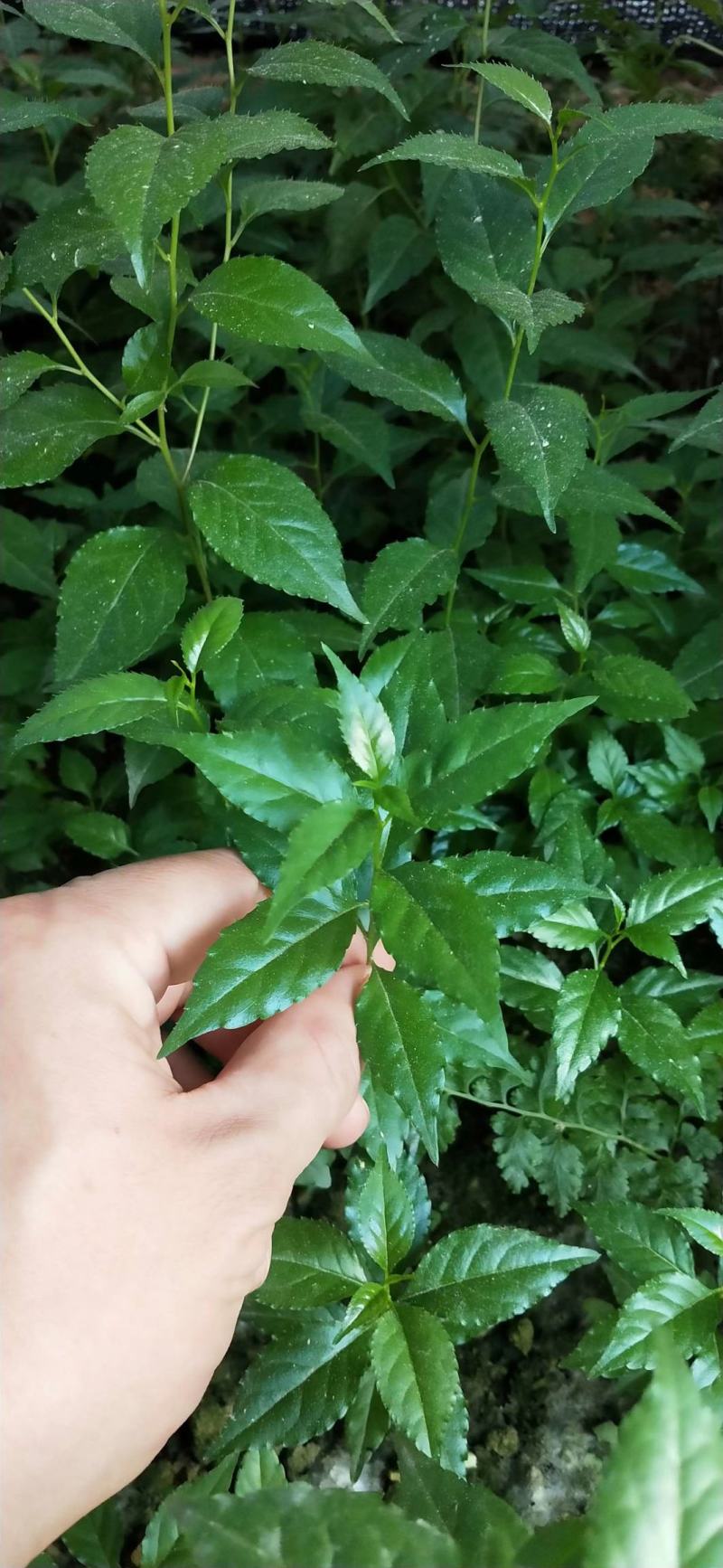 岗梅苗（大量批发）可对接合作社