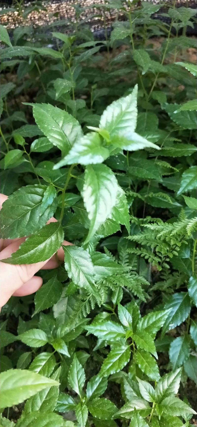 岗梅苗（大量批发）可对接合作社