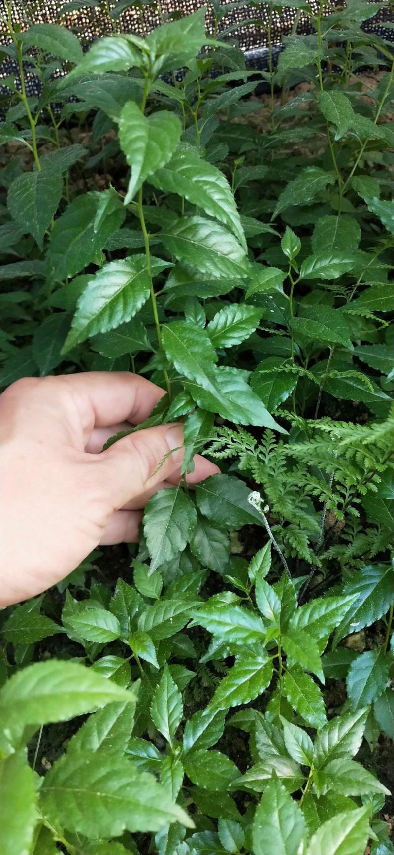岗梅苗（大量批发）可对接合作社
