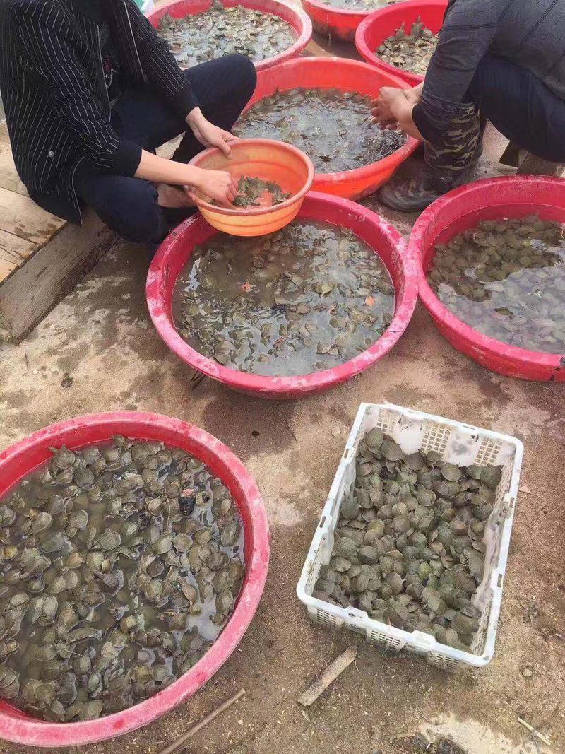 甲鱼苗外塘生态养殖中华鳖甲鱼大量供应提供技术指导