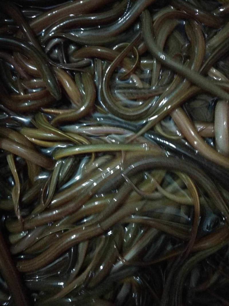 华丰黄鳝苗，长势快，肉质好，无病毒，欢迎各位光临