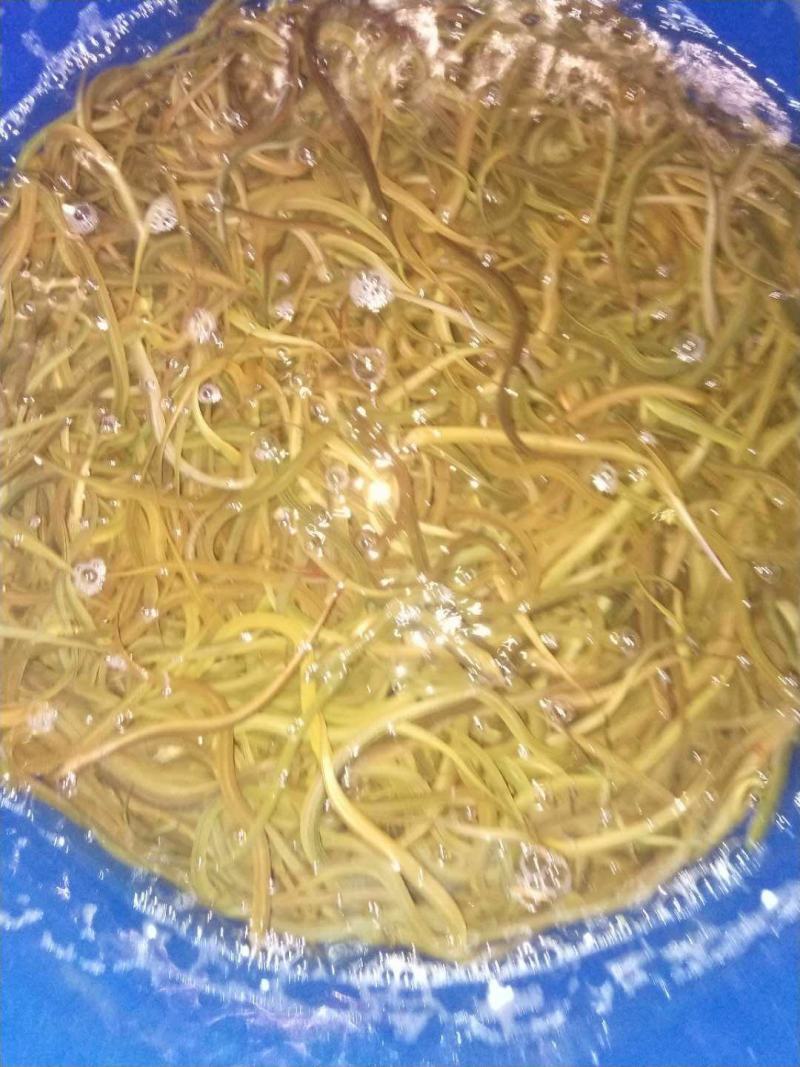 华丰黄鳝苗，长势快，肉质好，无病毒，欢迎各位光临