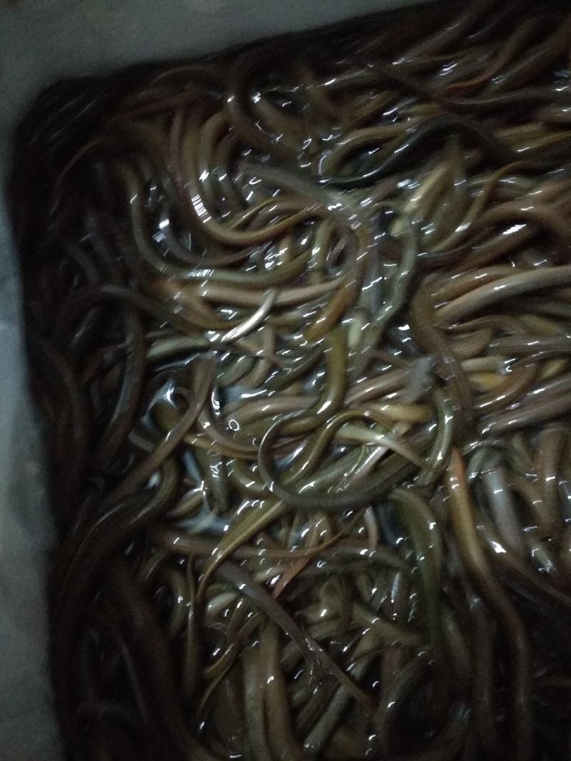 华丰黄鳝苗，长势快，肉质好，无病毒，欢迎各位光临