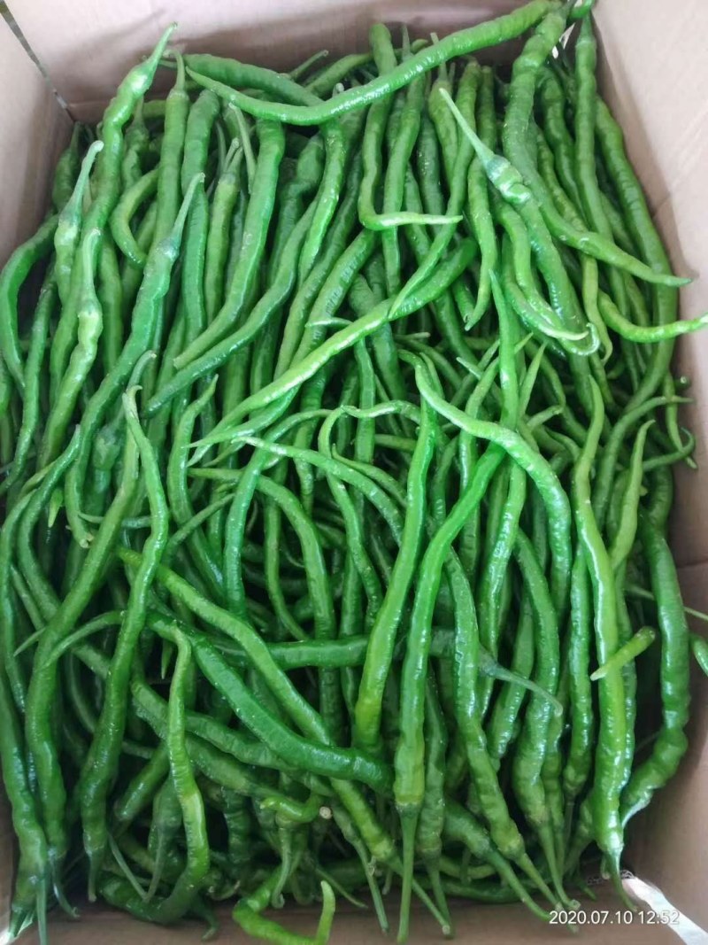 线椒河南商丘睢阳区现在大量供应线椒，小米椒欢迎选购