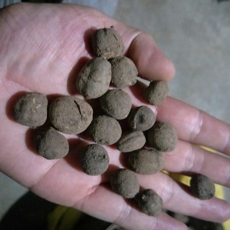 野三叶青干货一手货源1斤起发货数量有限，先到先得