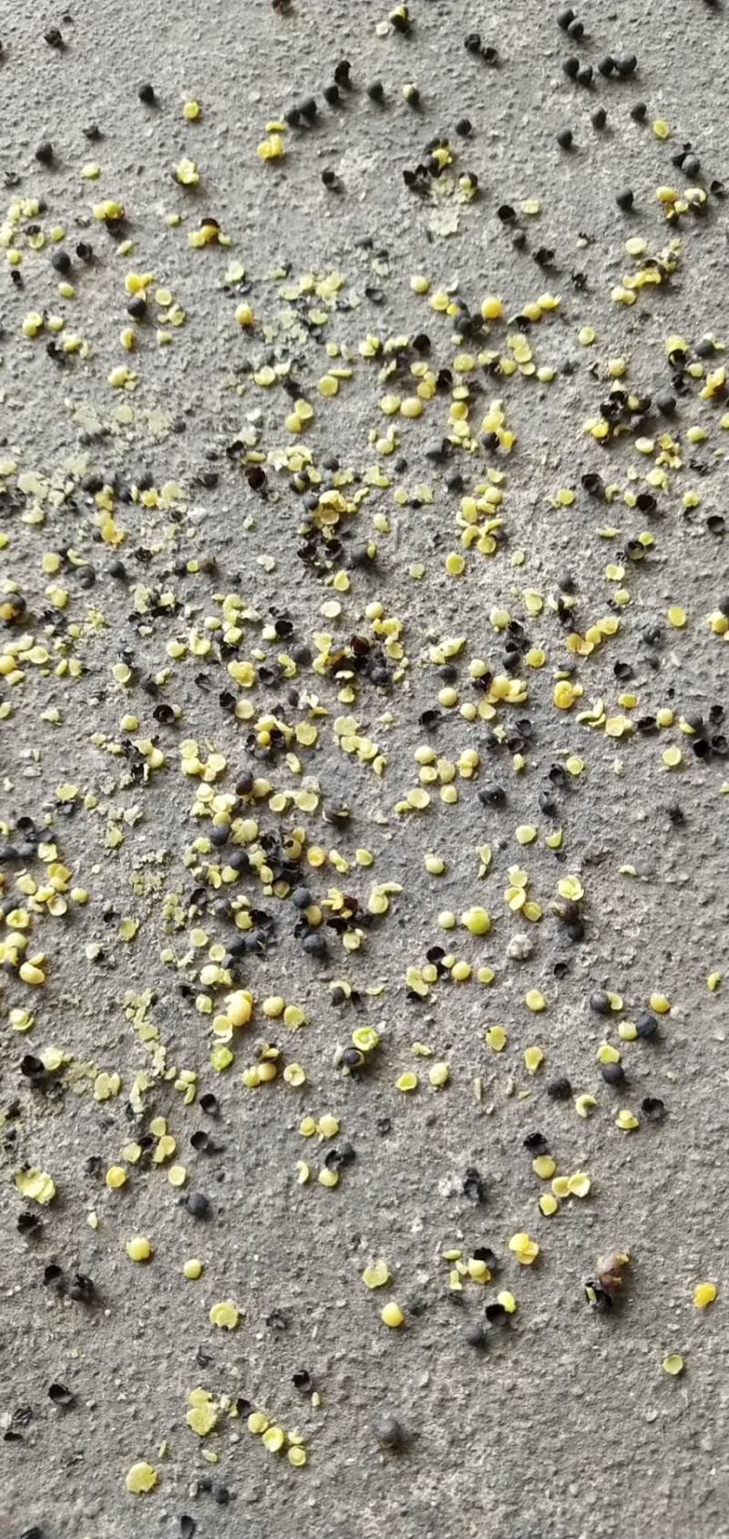 油菜籽1级纯本地菜籽，油色好，油量高