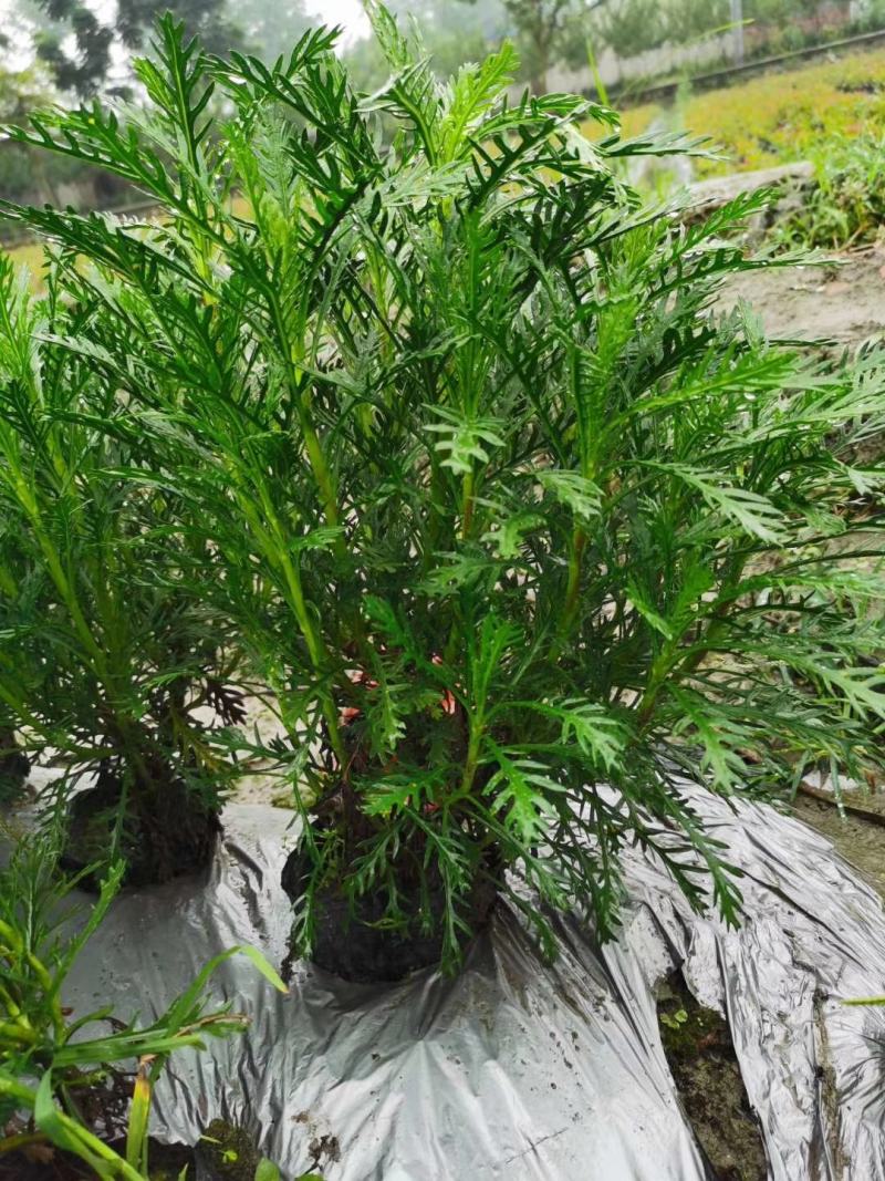 出售精品黄金菊，16杯黄金菊