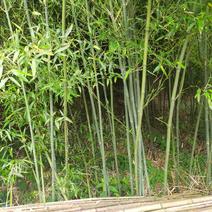 绿化竹，大棚竹，大量
