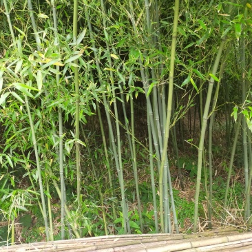 绿化竹，大棚竹，大量
