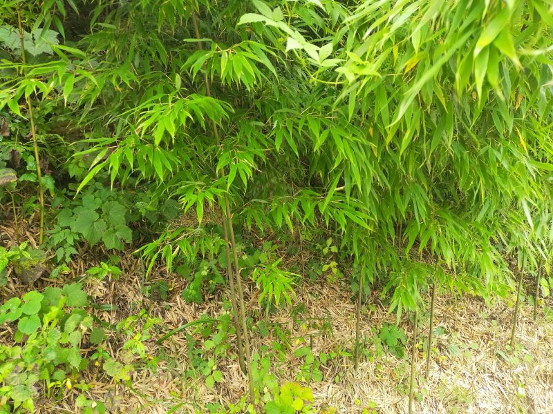 绿化竹，大棚竹，大量