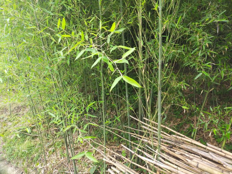 绿化竹，大棚竹，大量
