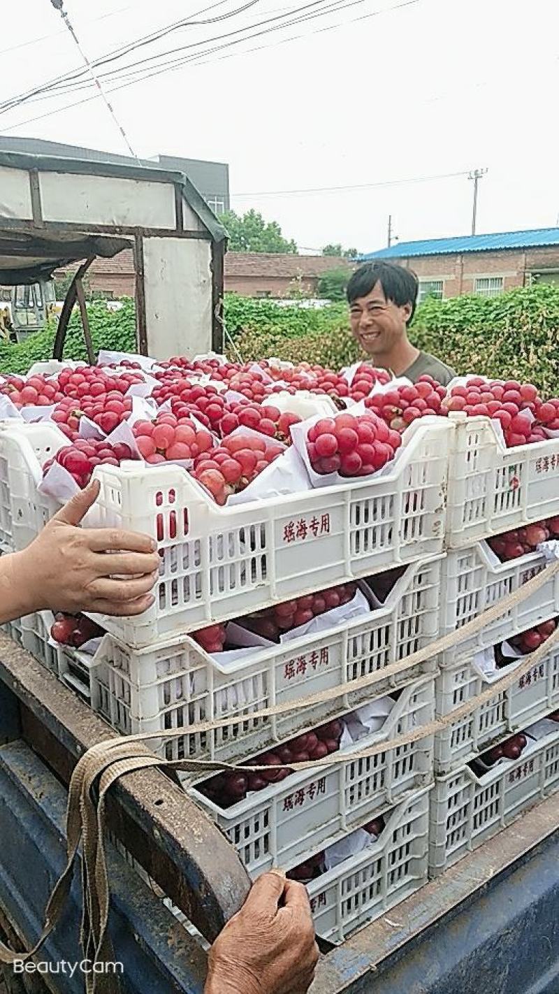 葡萄平顶山鲁山红巨峰大量现货需要的老板联系我