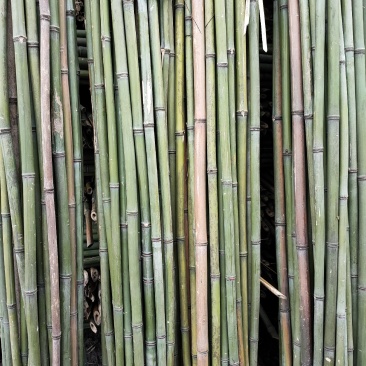 成都厂家批发竹竿，量大从优新竹上市中，菜架，大棚架