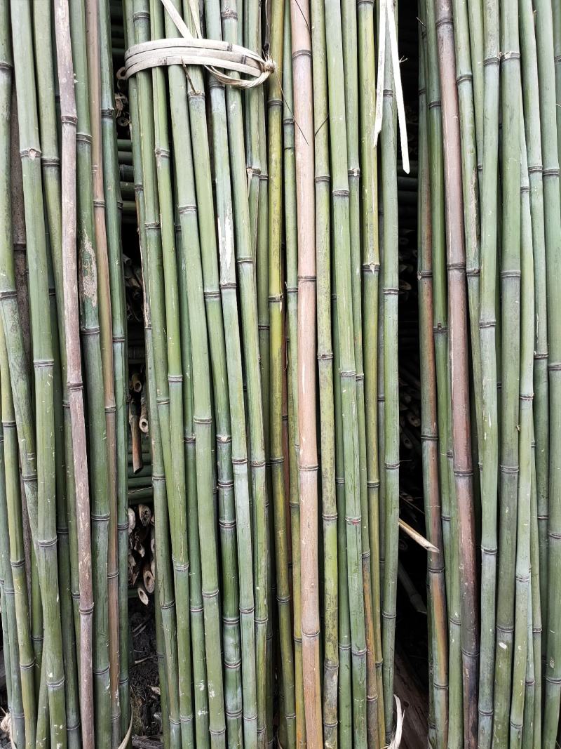 成都厂家批发竹竿，量大从优新竹上市中，菜架，大棚架