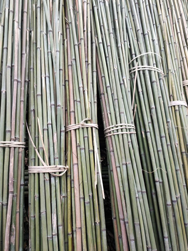 成都厂家批发竹竿，量大从优新竹上市中，菜架，大棚架