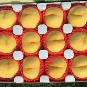 黄金秀黄毛桃