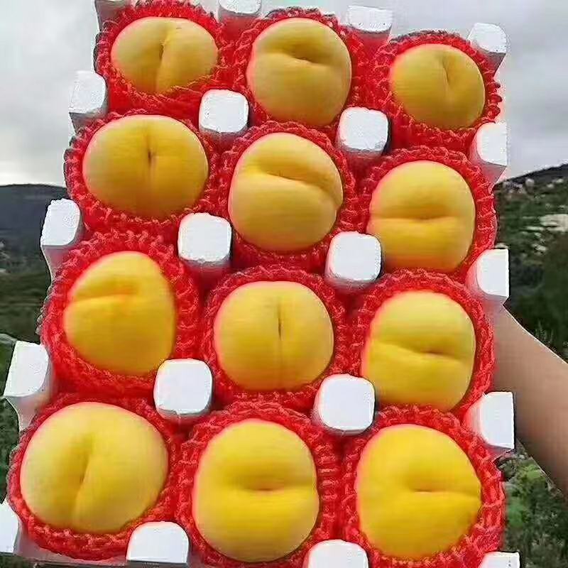 黄金秀黄毛桃