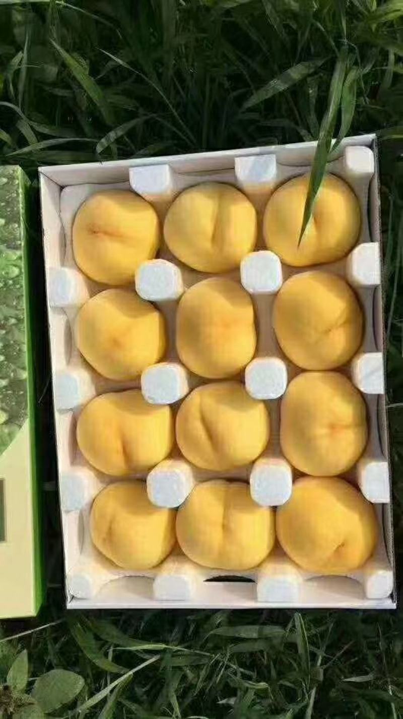黄金秀黄毛桃