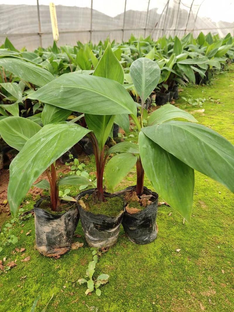 广西红香蕉苗一年苗一级良种量大优惠