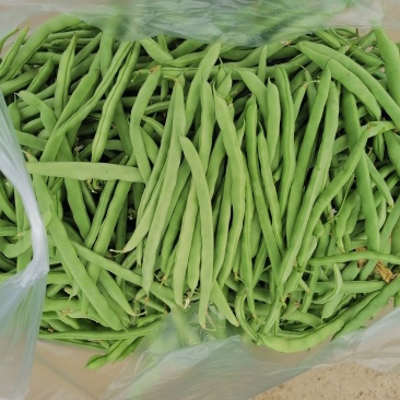 精品四季豆大量上市需要的联系