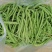 精品四季豆大量上市需要的联系