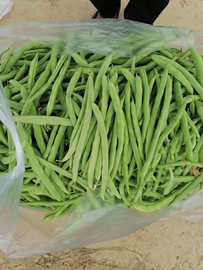 精品四季豆大量上市需要的联系