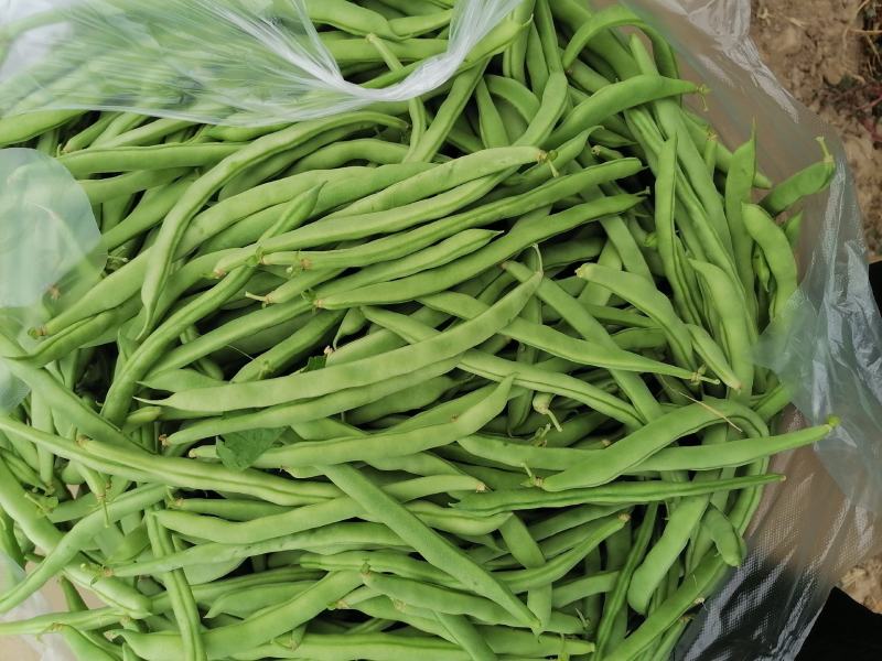 精品四季豆大量上市需要的联系