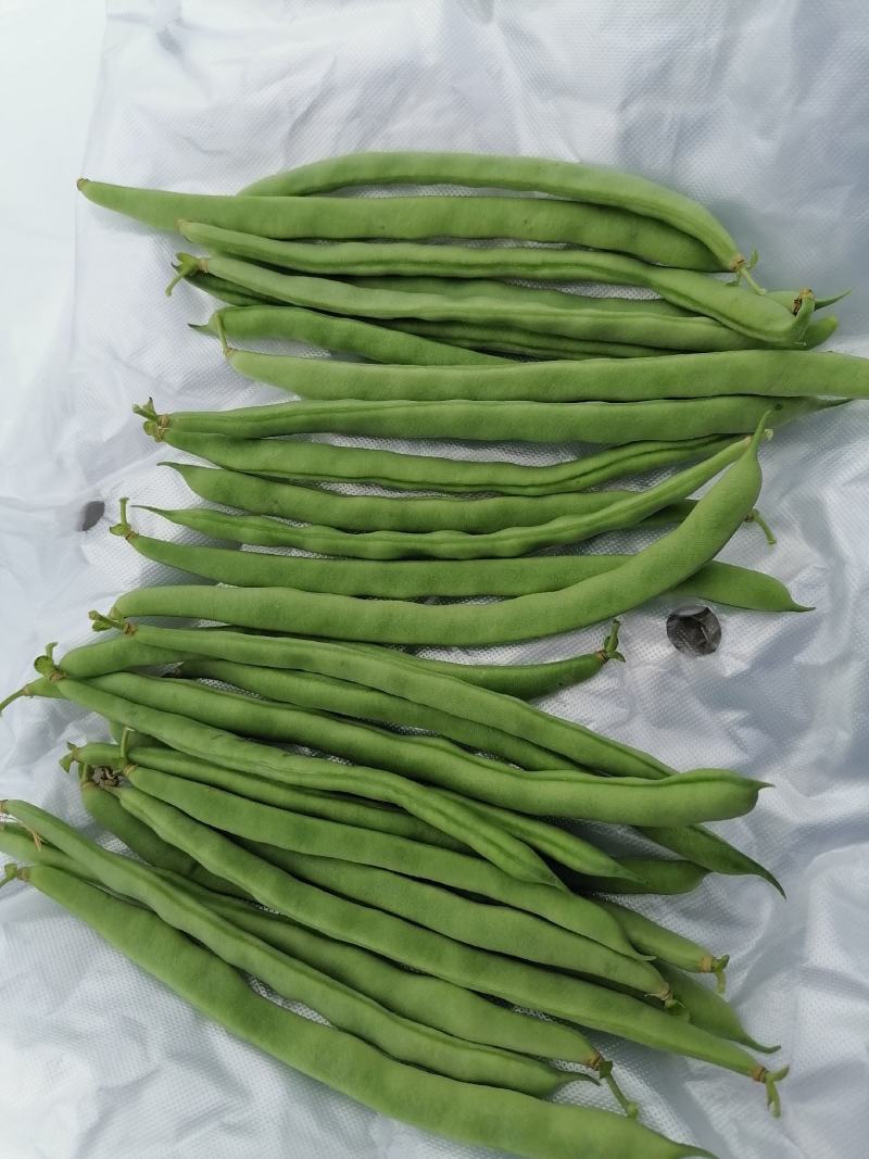 精品四季豆大量上市需要的联系
