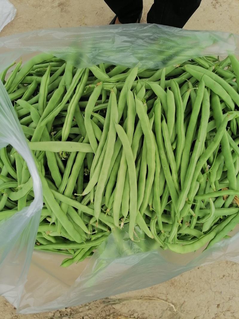 精品四季豆大量上市需要的联系