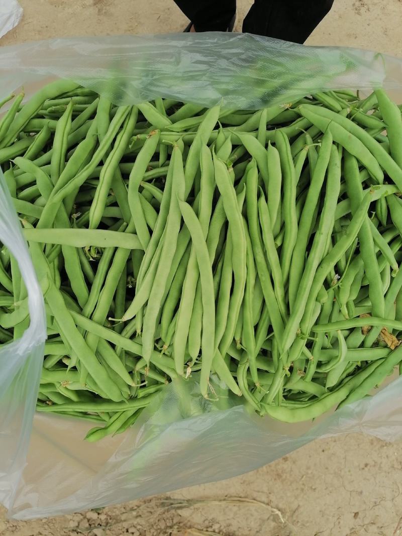 精品四季豆大量上市需要的联系