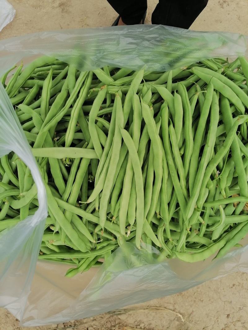 精品四季豆大量上市需要的联系