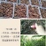 陕南大山洋荷《坏果包赔》