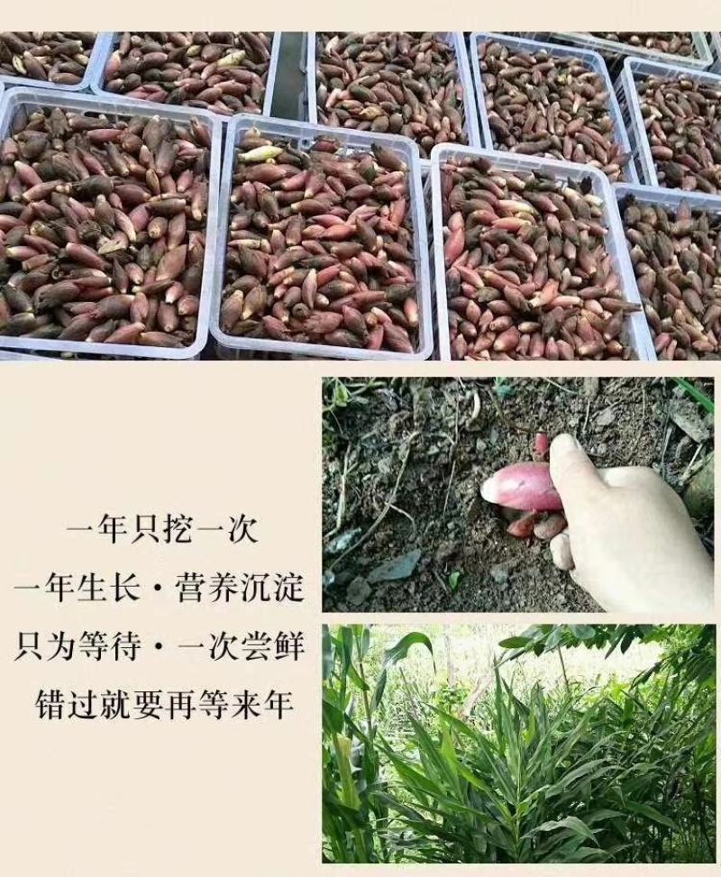 陕南大山洋荷《坏果包赔》