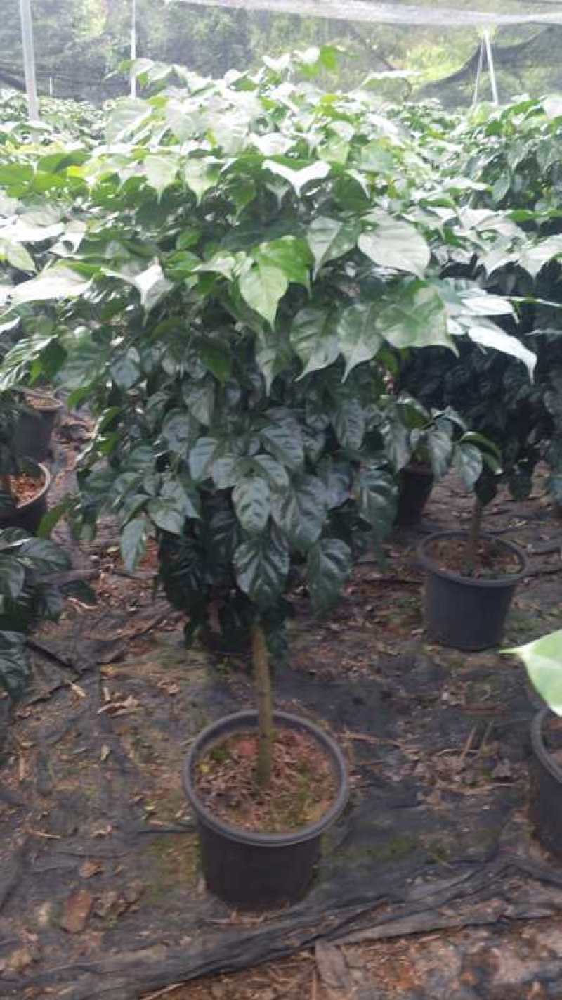 幸福树/绿宝自己种植无中间差价经验丰富年销量15万