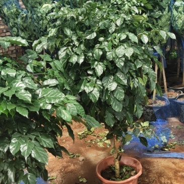 幸福树/绿宝自己种植无中间差价经验丰富年销量15万