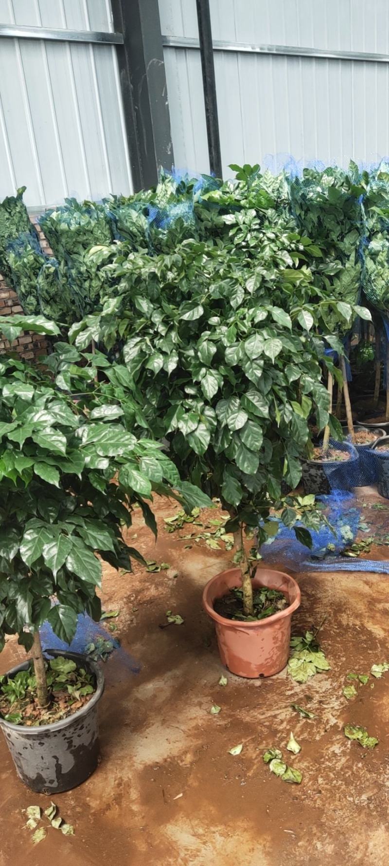 幸福树/绿宝自己种植无中间差价经验丰富年销量15万